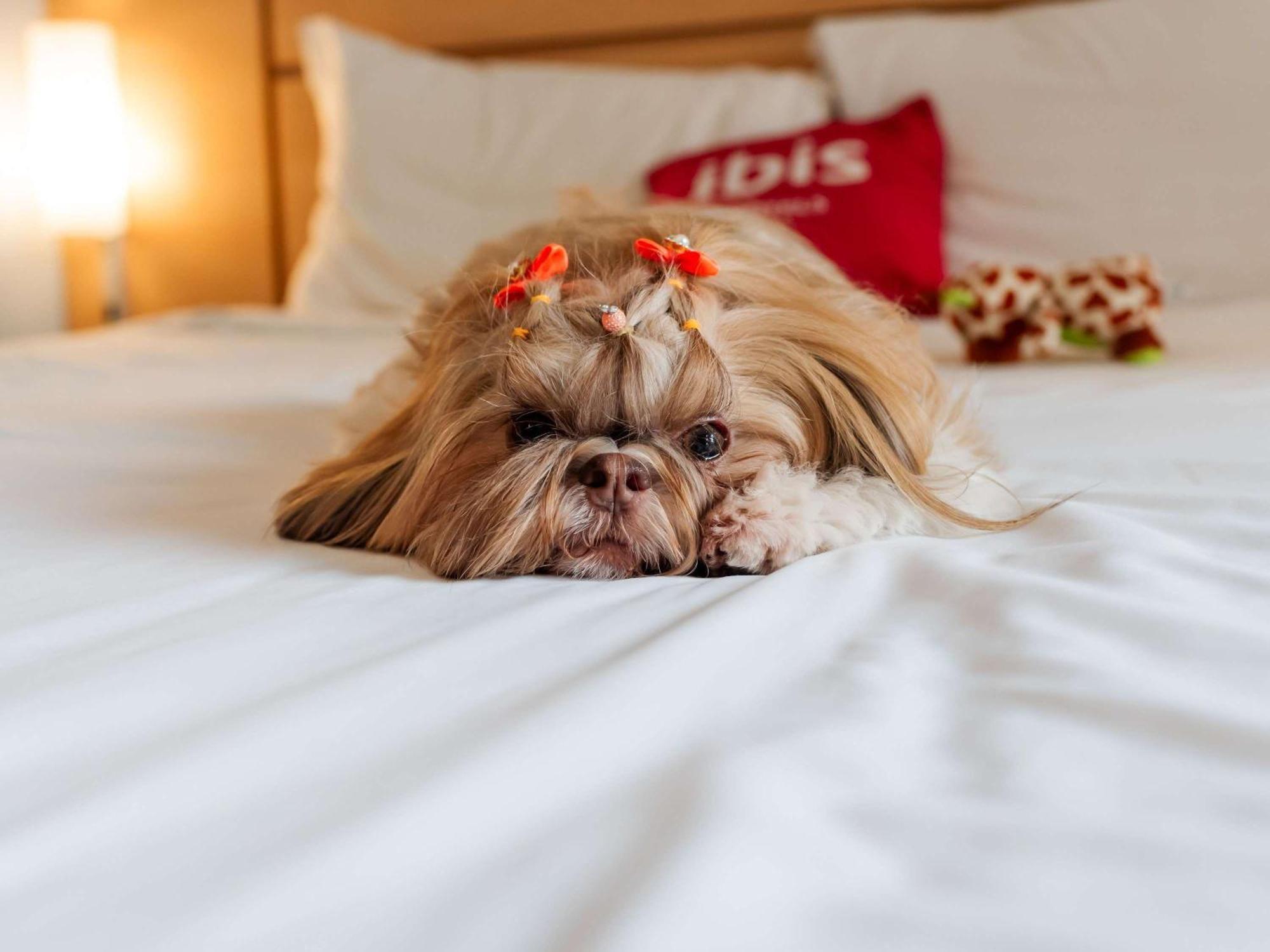 Ibis Joinville Dış mekan fotoğraf